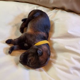 Girl 4 - German Shepherd puppy in Mead, Colorado from North Creek German Shepherds