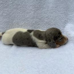 Girl 1 - Dapple female Dachshund puppy in Stilwell, Oklahoma from Johnson Dachshund’s