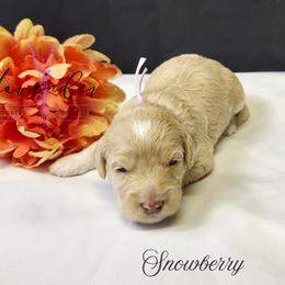 Snowberry - Cream female Cockapoo puppy in Mancelona, Michigan from Lavender poodles & doodles
