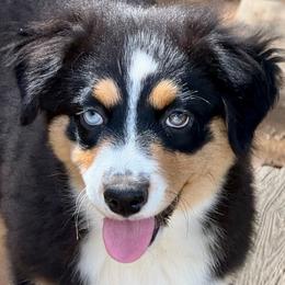 Maeve - Black tri female Miniature Australian Shepherd puppy in Patterson, North Carolina from DreamLine Aussies