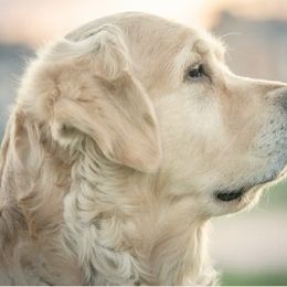 Snow Ball - Golden Retriever