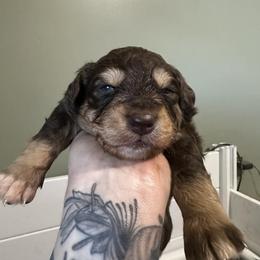 Otter - Red tri-color male Australian Shepherd puppy in London, Kentucky from Kenmont Kennels