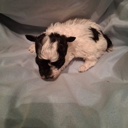 Oreo - Parti male Poodle puppy in Hillsborough, North Carolina from Peggy's Poodle Pups