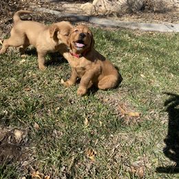 Golden Retriever and Labrador Retriever Puppies from All Around Retrievers LLC