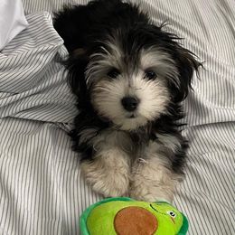 Havanese from River’s Edge Havanese