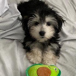 Havanese from River’s Edge Havanese