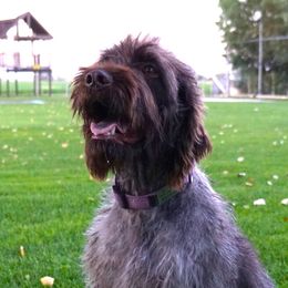 Annie - Wirehaired Pointing Griffon