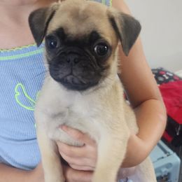 Allie - Fawn female Pug puppy in Hampstead, North Carolina from Delta pug puppies