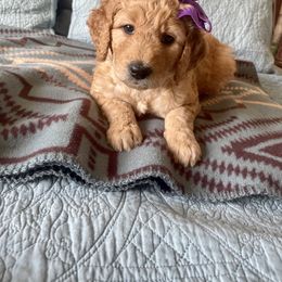 Goldendoodle Puppies from Joanna Wise