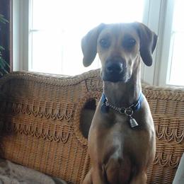 Miniature Australian Shepherds and Rhodesian Ridgebacks from Tall Oaks