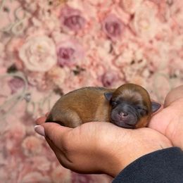 Tater tot - Wolf sable female Pomeranian puppy in Newport News, Virginia from Nel’s designer Pomeranians