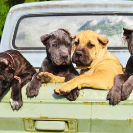 Lola - Gray brindle Cane Corso puppy in Arlington, Washington from Folkvar Cane Corso