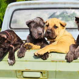 Lola - Gray brindle Cane Corso puppy in Arlington, Washington from Folkvar Cane Corso