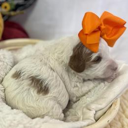 Pumpkin - Parti female Goldendoodle puppy in Boaz, Alabama from Doodles All Day