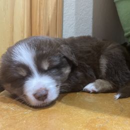 Australian Shepherd and Miniature Australian Shepherd Puppies from Integrity Aussies Tx