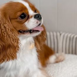 Eden - Cavalier King Charles Spaniel
