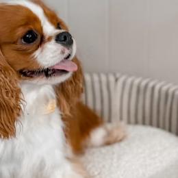 Eden - Cavalier King Charles Spaniel