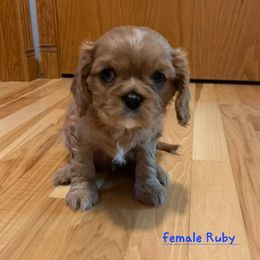 Cavalier King Charles Spaniel Puppies from C.H. Cavaliers