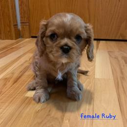 Cavalier King Charles Spaniel Puppies from C.H. Cavaliers