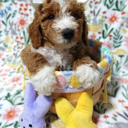 Poodle Puppies from Chatt-A-Nooga Poodles