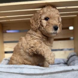 Girl 3 Pink Collar - Red  female Goldendoodle puppy in Toledo, Ohio from Avery Doodle Day LLC