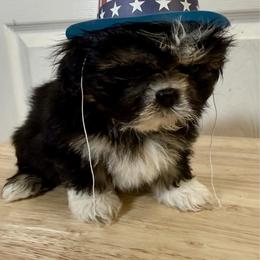 Hulk Hogan - Tricolor male Shih Tzu puppy in Warrior, Alabama from The Anderson Farms Kennel