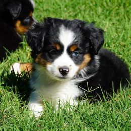 Black tri female - Black tri female Miniature Australian Shepherd puppy in Lawton, Oklahoma from Lindsey’s Aussies