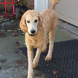 Poodle Puppies from Holly's Poodles