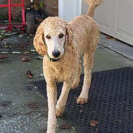 Poodle Puppies from Holly's Poodles