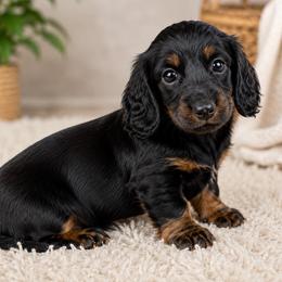 Dolly - Black and tan female Dachshund puppy in Desloge, Missouri from Snows Doxies