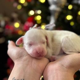 Girl 1 - female Goldendoodle puppy in Peoria, Arizona from Cactus Doods
