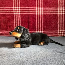 Giovanni. (AKC) - Black and tan male Dachshund puppy in Dade City, Florida from Kingpindoxies