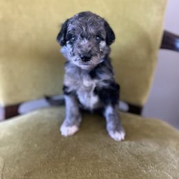 Albus Dumbledore - Blue merle male Bordoodle puppy in Valley Center, California from Circle R Valley Farms