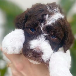 Assorted Doodle Crosses, Bernedoodles, and Poodles from Lucky Day Doodles