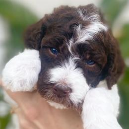 Assorted Doodle Crosses, Bernedoodles, and Poodles from Lucky Day Doodles