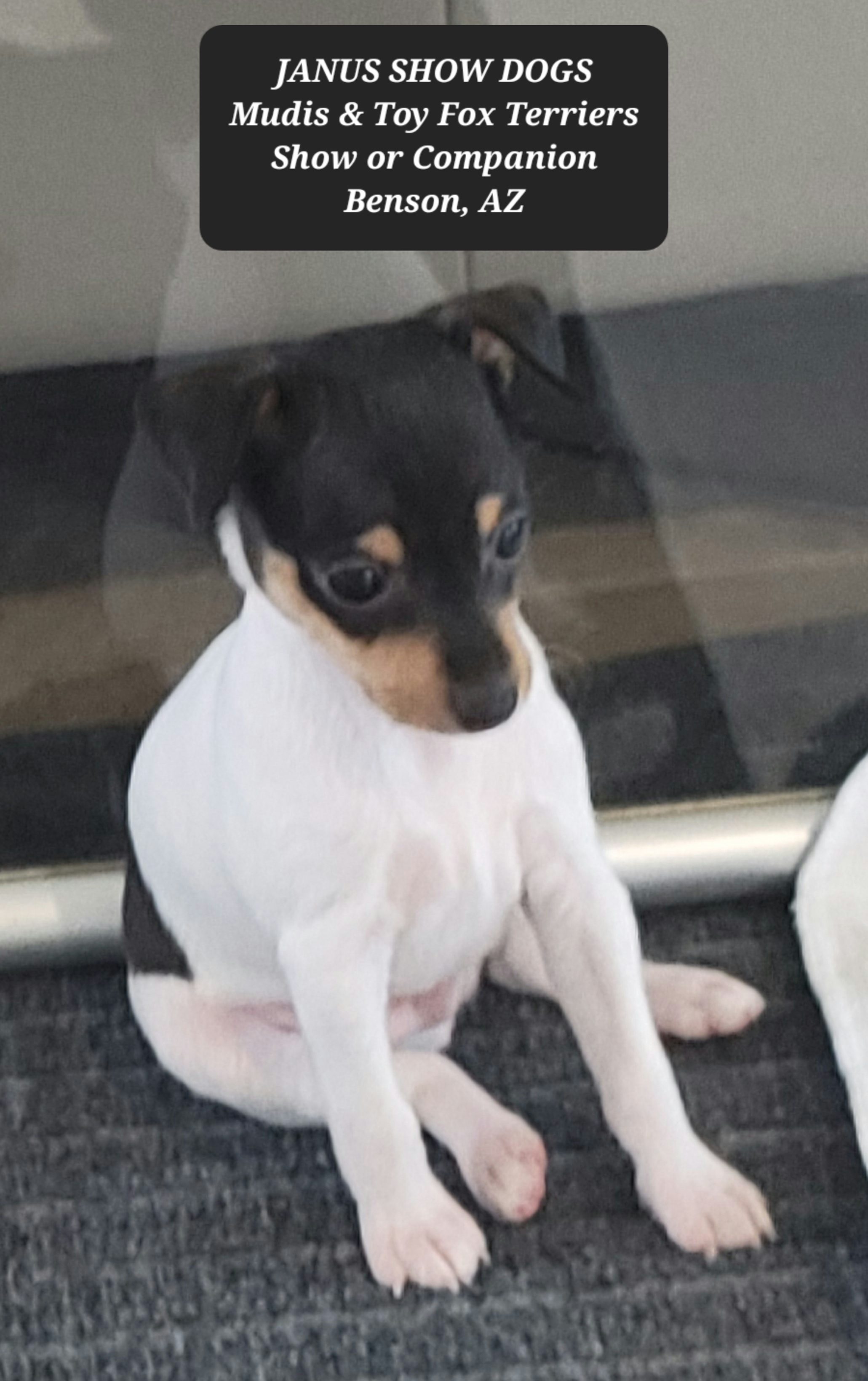 Mudi and Toy Fox Terrier All Grown Up from JANUS Mudis & Toy Fox Terriers