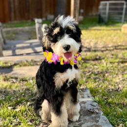 Bernedoodles and Goldendoodles from Ohana Doodles