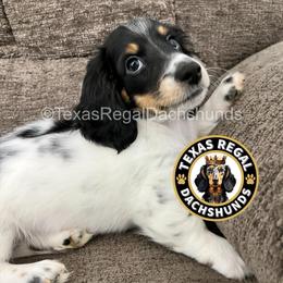 Maverick - Black and cream male Dachshund puppy in Houston, Texas from Texas Regal Dachshunds LLC