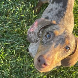 Dachshunds from The Navarro Furbabies