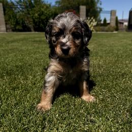 Bernedoodle Puppies from Burbank Bernedoodles