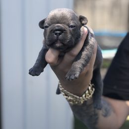 French Bulldog Puppies from Uniquefrenchiies