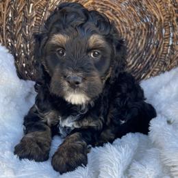Zuzu - Tri-color female Bernedoodle puppy in Superior, Arizona from Mountain Bridge Doodles
