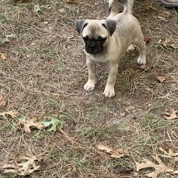 Vixon - Fawn female Pug puppy in Prairieville, Louisiana from Freedom Meadow Farm