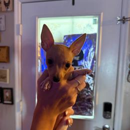 Pup DD - White and tan female Toy Fox Terrier puppy in Clermont, Florida from Debbie Hiles's Toy Fox Terriers