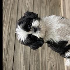 Shih Tzus, Shorkies, and Yorkshire Terriers from Real life Teddybears