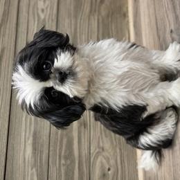 Shih Tzus, Shorkies, and Yorkshire Terriers from Real life Teddybears