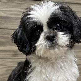 Shih Tzus, Shorkies, and Yorkshire Terriers from Real life Teddybears