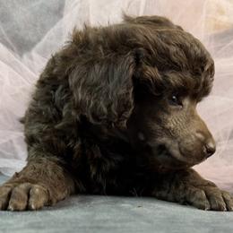 Pink Collar Girl - Brown female Poodle puppy in Kingston, Oklahoma from Tribal Poodles