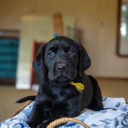 Doberman Pinscher and Labrador Retriever Puppies from Elevage Labrador Retrievers & Dalla Grazia Doberman