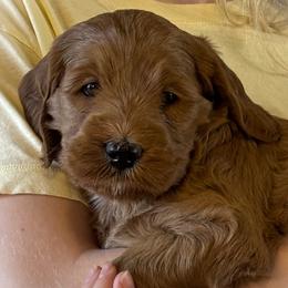 Dahlia - Apricot female Goldendoodle puppy in Scottsdale, Arizona from Cockadoodle Poo Puppies